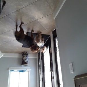 Meet your Posher, Earl